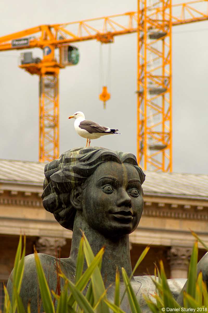 A Brumgull on the `Floozie in the Jacuzzi`